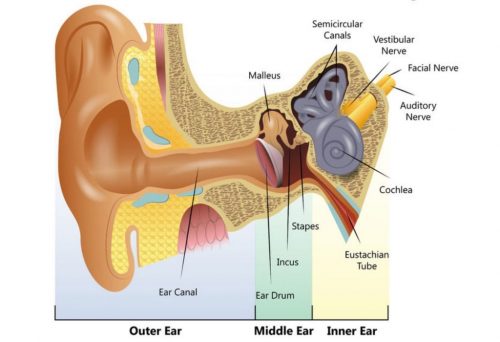 ear diagram ear diagram